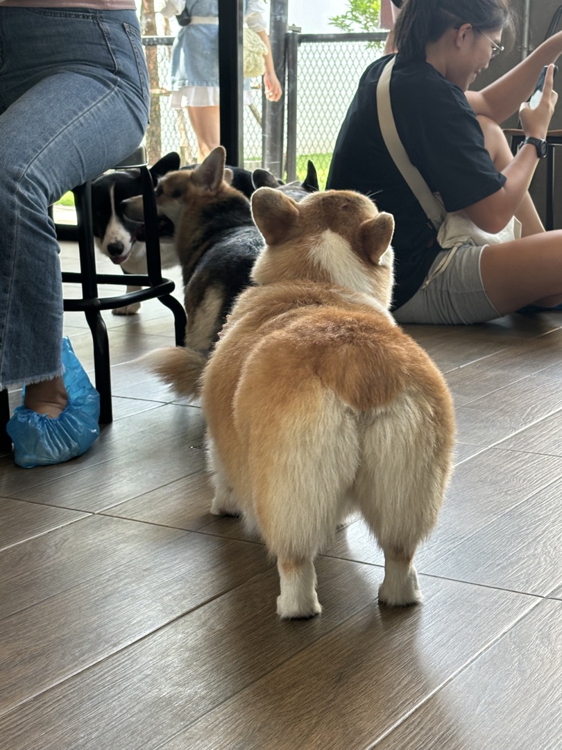Attendee